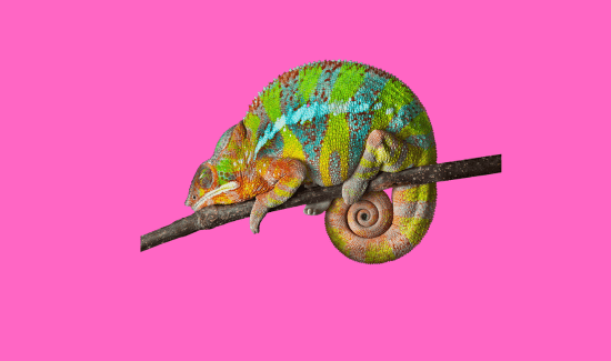 Is Your Chameleon Sleeping Too Much?  Here’s What It Could Mean