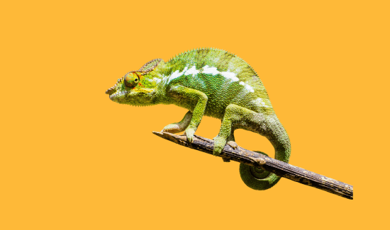 Do Chameleons Sleep with Their Eyes Open? Here’s the Truth