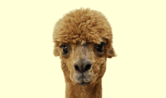 From Cute to Combat: Why Do Alpacas Spit?