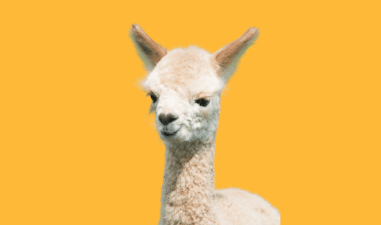 What Are Alpacas Used For? More Than a Cute Face!