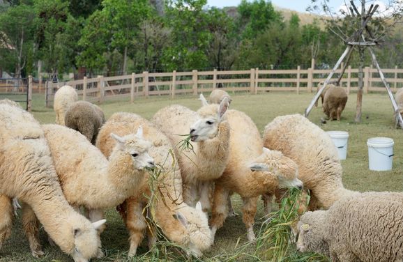 how much space do alpacas need