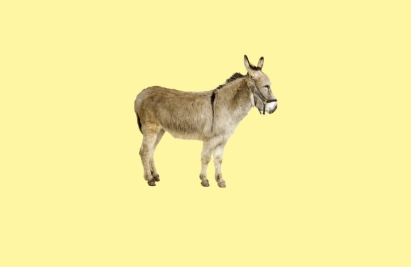 Are Donkeys Friendly?