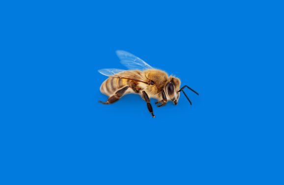 Can Bees Be Blue? Unveiling Nature’s Hidden Gem