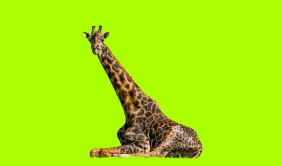 Can Giraffes Lay Down? Let’s Dive In!