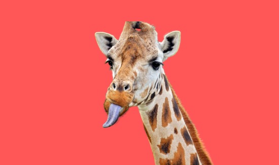 Unveiling the Mystery: Can Giraffes Make Noise?