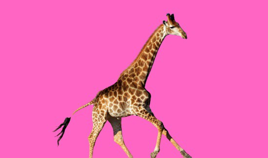 Can Giraffes Run? A Swift Surprise!