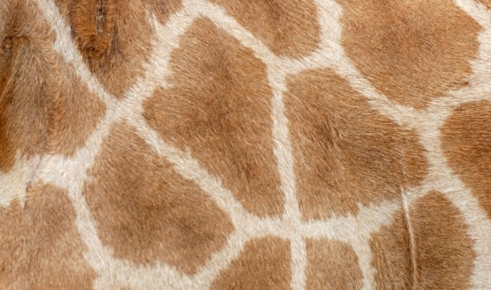 Do Giraffes Have Fur? Get the Real Scoop!