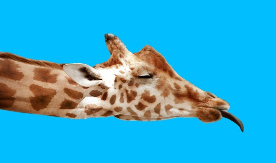 Do Giraffes Sleep Standing Up or Is It Just a Tall Tale?