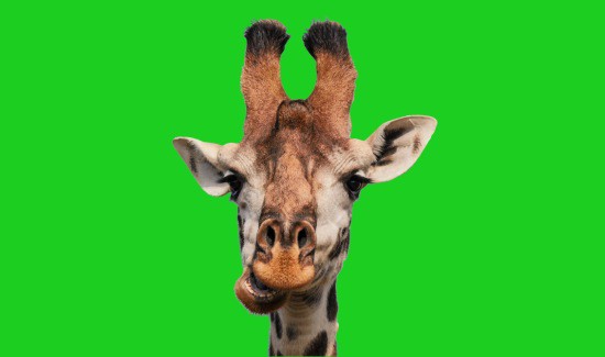 Digestive Dilemma: Can Giraffes Throw Up?
