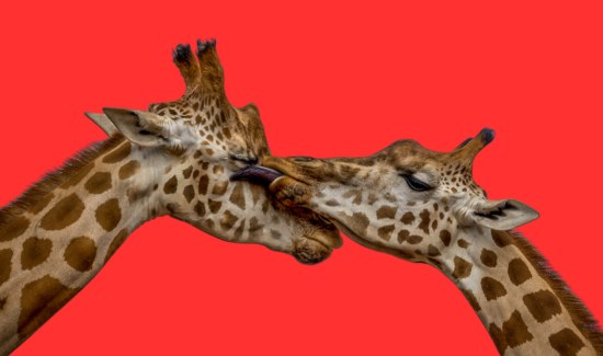 Secrets of How Do Giraffes Communicate