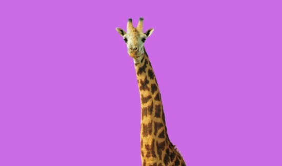 Debunked or Confirmed: Do Giraffes Sleep with One Eye Open?