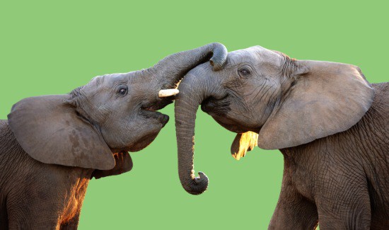 Cracking the Code: How Do Elephants Communicate? 