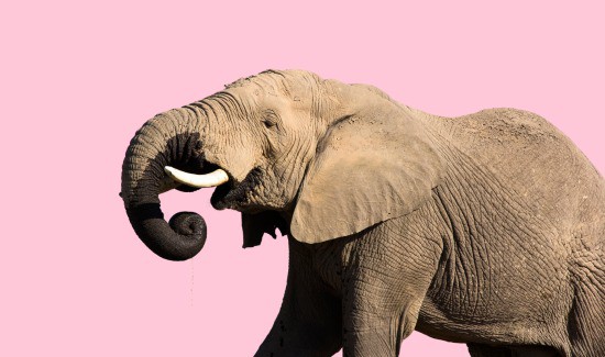Thirsty Giants: How Do Elephants Drink Water?