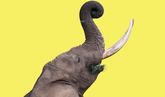 From Defense to Dining: How Do Elephants Use Their Tusks?