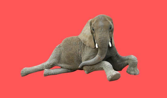 Can Elephants Lay Down Like Us? Answered