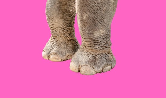 Elephant Ear Magic: Can Elephants Hear with Their Feet