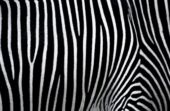 Do Zebras Have Fur? Find Out! - AnimalZa