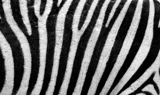 Do Zebras Have Striped Skin? Find Out Now