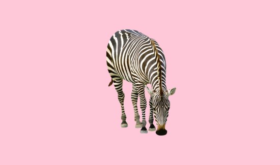 Can Zebras Be Ridden? Answered