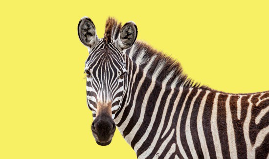 Do Zebras Have Fur? Find Out!