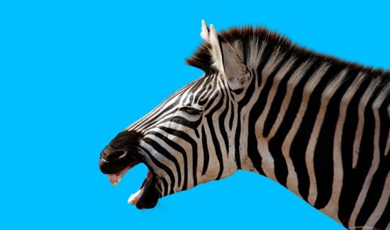 Can Zebras Be Tamed? Find Out Now!