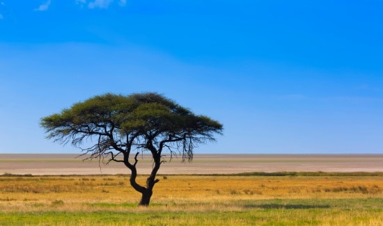 Do Zebras Eat Acacia Trees? Find Out Now!