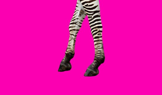 Do Zebras Have Hooves? Find Out!