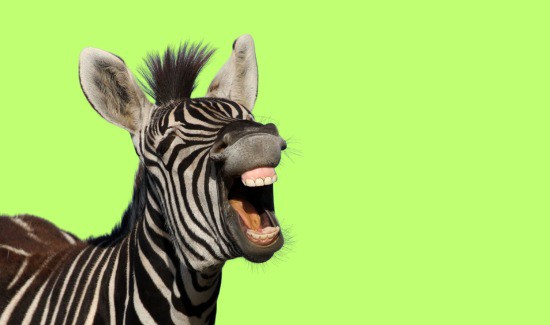 Unlocking the Mystery: Can Zebras Jump?