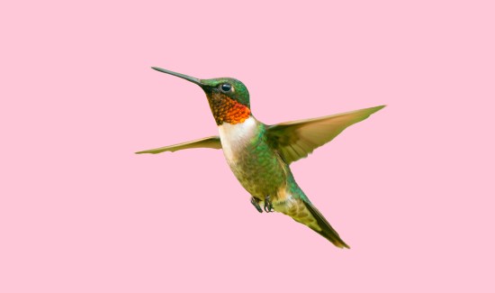 Can Hummingbirds Fly Upside Down? Surprise Answer