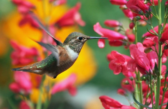 do hummingbirds eat ladybugs