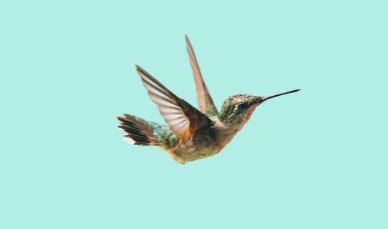 Can Hummingbirds Fly In The Rain? Find Out
