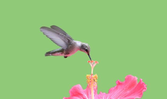 Can Hummingbirds Eat Honey? Answered