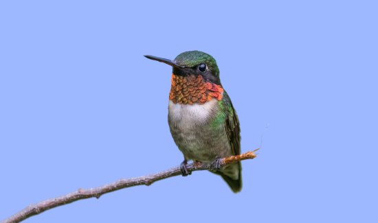 Do Hummingbirds Eat Ants? Find Out Now