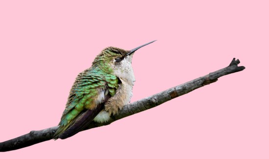 Do Hummingbirds Sleep Upside Down?